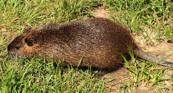 Nutria